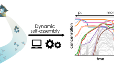 POM formation