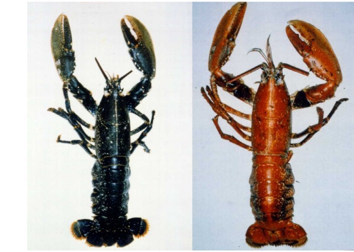 News/lobsters.jpg